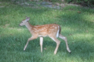 Backyard Deer 2