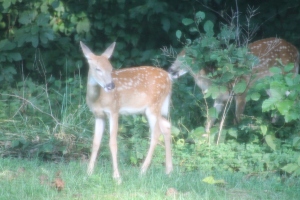 Backyard Deer 3