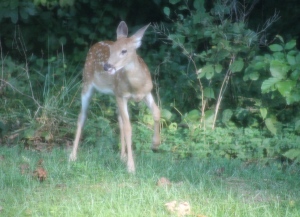 Backyard Deer 4